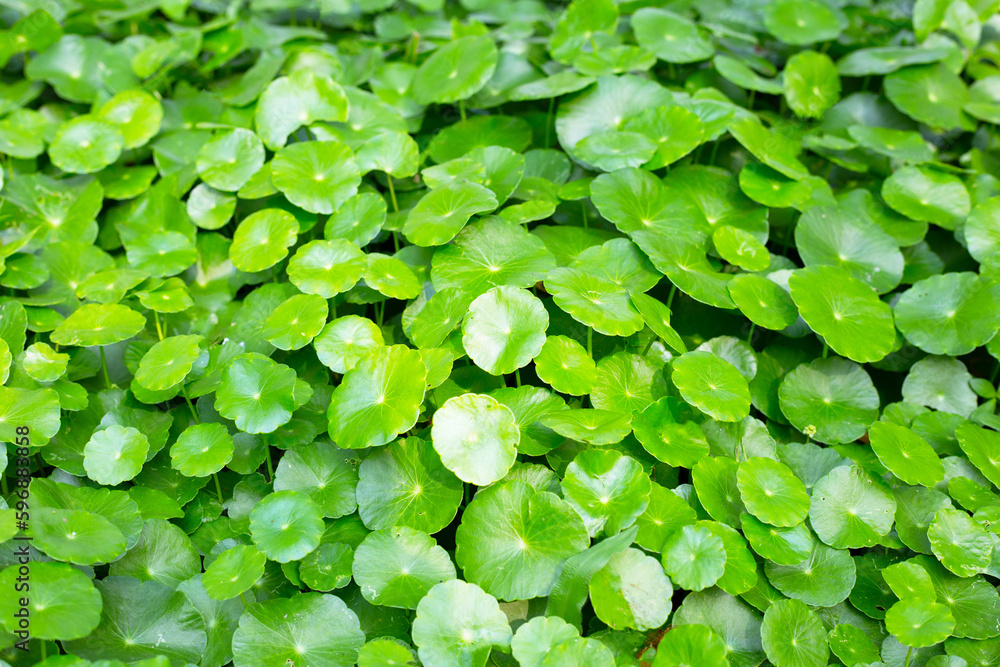 Fresh green centella asiatica leaves Fresh green centella asiatica leaves