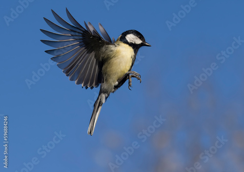 Billede på lærred Great tit, Parus major