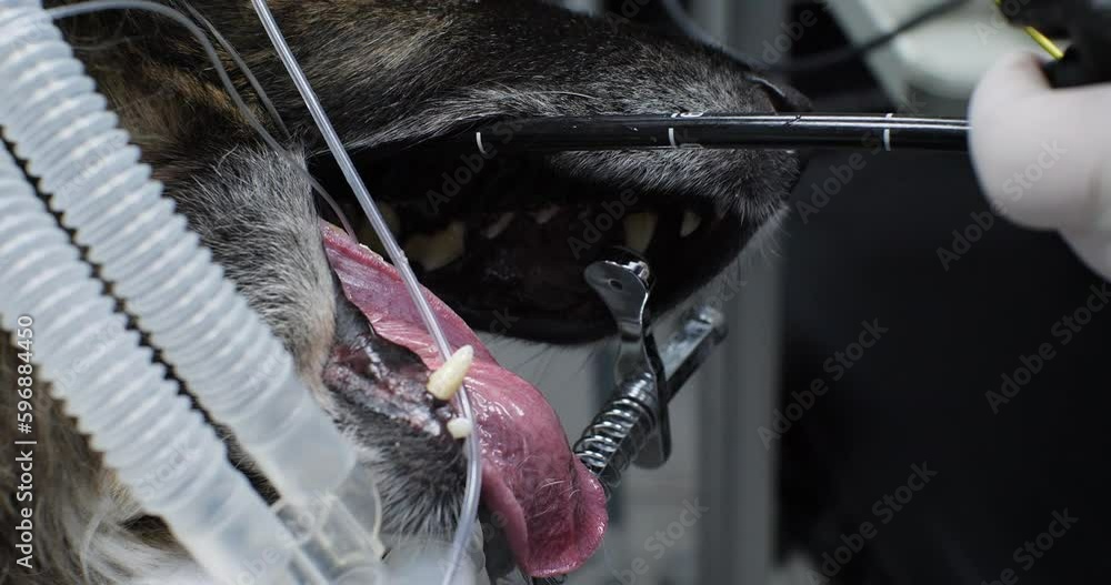 The dog is undergoing endoscopic diagnostics with a gasroscope. A