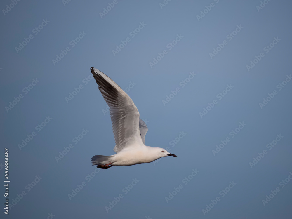 Slender-billed gull, Chroicocephalus gene Slender-billed gull, Chroicocephalus gene