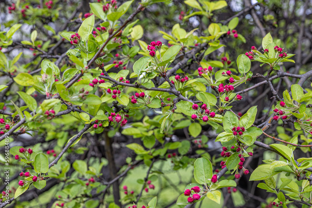 Crab Apple blossom. Many rare crab apples in the apple orchard. Crab Apple Malus 'Neville Copeman' Crab Apple blossom. Many rare crab apples in the apple orchard. Crab Apple Malus 'Neville Copeman'