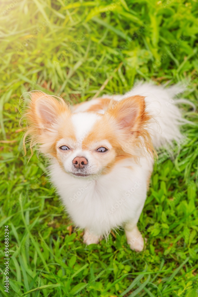 A white and red chihuahua dog is standing on the grass. Portrait of a small breed dog. An animal. A white and red chihuahua dog is standing on the grass. Portrait of a small breed dog. An animal.