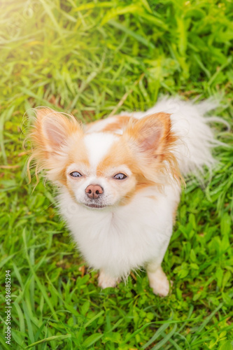 A white and red chihuahua dog is standing on the grass. Portrait of a small breed dog. An animal.