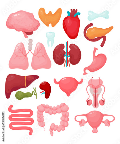 Human cartoon organs. Brain, thyroid, heart, male reproductive organ, uterus, pancreas, kidneys, tooth, bone, lungs, liver, gallbladder, spleen, bladder, colon. Isolated vector illustrations. Anatomy.