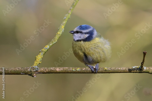 bluetit on a branch