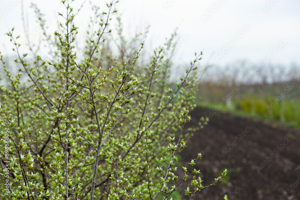 Quince tree twig with young leaves. Orchard quince before blooming.