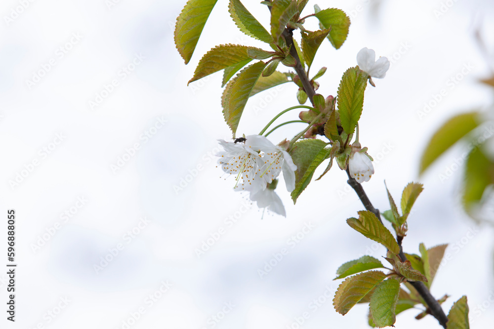 The insect pollinates the cherry blossom. White flowers bloom on the trees.