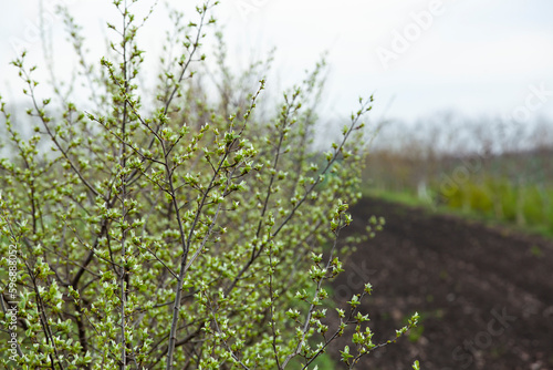 Obraz na płótnie Quince tree twig with young leaves. Orchard quince before blooming. w salonie