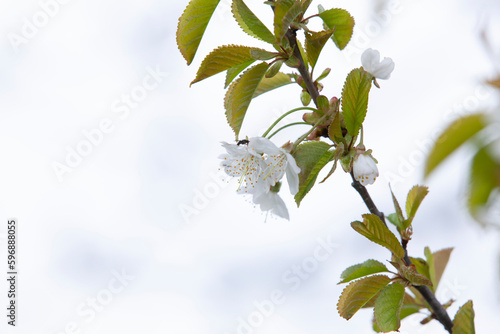 Obraz na płótnie The insect pollinates the cherry blossom. White flowers bloom on the trees. w salonie