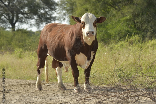 Braford Bull photo