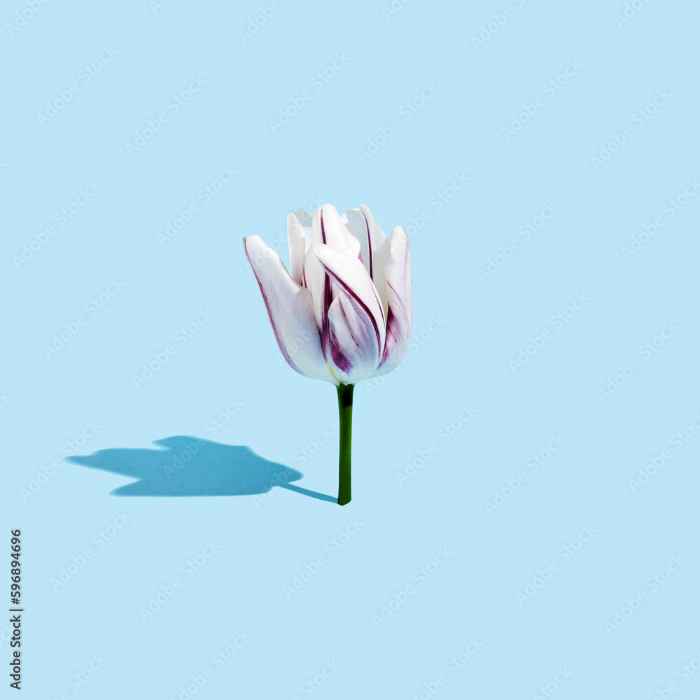 Tulip flower head isolated on blue background.