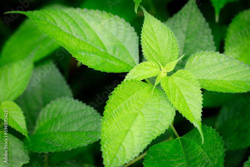 Wallpaper Mural 緑が美しい播但線沿線のカラムシ Torontodigital.ca