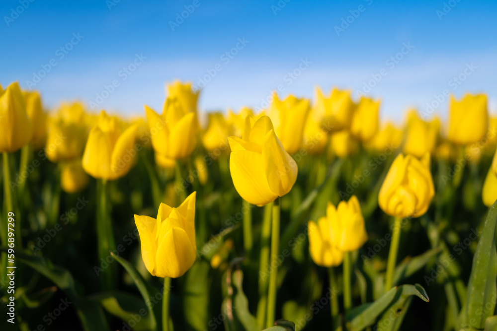 Field with tulips in the Netherlands. Rows on the field. Blooming tulips. season in the Netherlands. Natural landscape. Agriculture. Clear skies and flowers. Photo for background or wallpaper. Field with tulips in the Netherlands. Rows on the field. Blooming tulips. season in the Netherlands. Natural landscape. Agriculture. Clear skies and flowers. Photo for background or wallpaper.