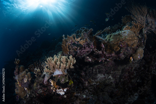Late afternoon light illuminates a healthy coral reef in Raja Ampat, Indonesia. This remote part of Indonesia is known for its incredible marine biodiversity.