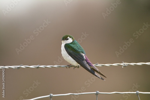 Violet-green Swallow on a wire