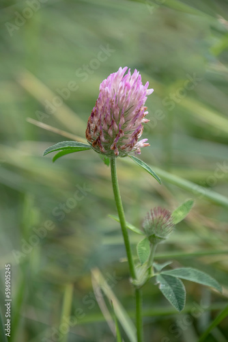 Clover flower on green grass background close-up blurred background
