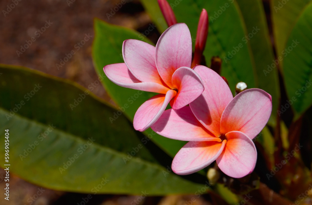 Blooming Plumeria rubra or Frangipani with pink flowers close up. Tropical plants concept.Selective focus. Blooming Plumeria rubra or Frangipani with pink flowers close up. Tropical plants concept.Selective focus.