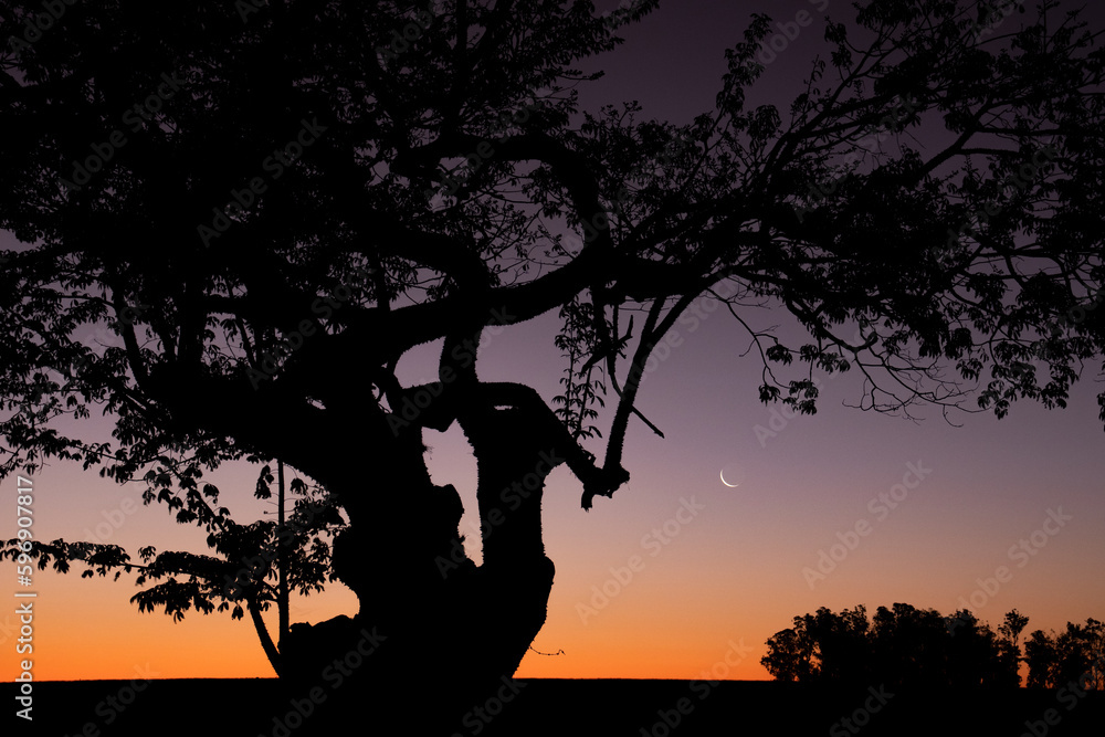 Thin crescent moon in orange sky and silhouettes of trees in rural landscape during sunset