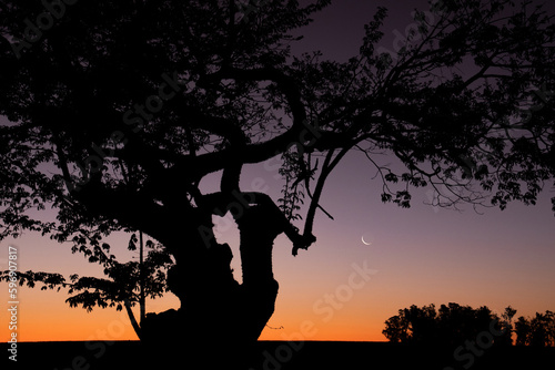 Thin crescent moon in orange sky and silhouettes of trees in rural landscape during sunset