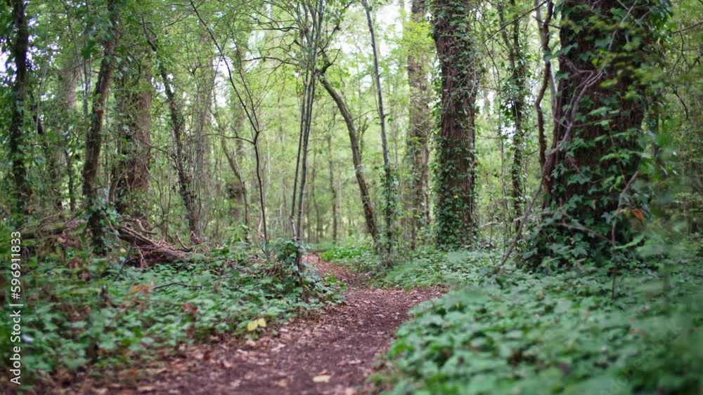 Camera moves along path through lush forest on beautiful day in wood in England Camera moves along path through lush forest on beautiful day in wood in England