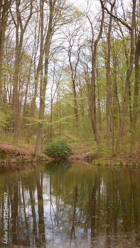 Fototapeta Naklejka Na Ścianę i Meble -  Pond with trees around taken in spring