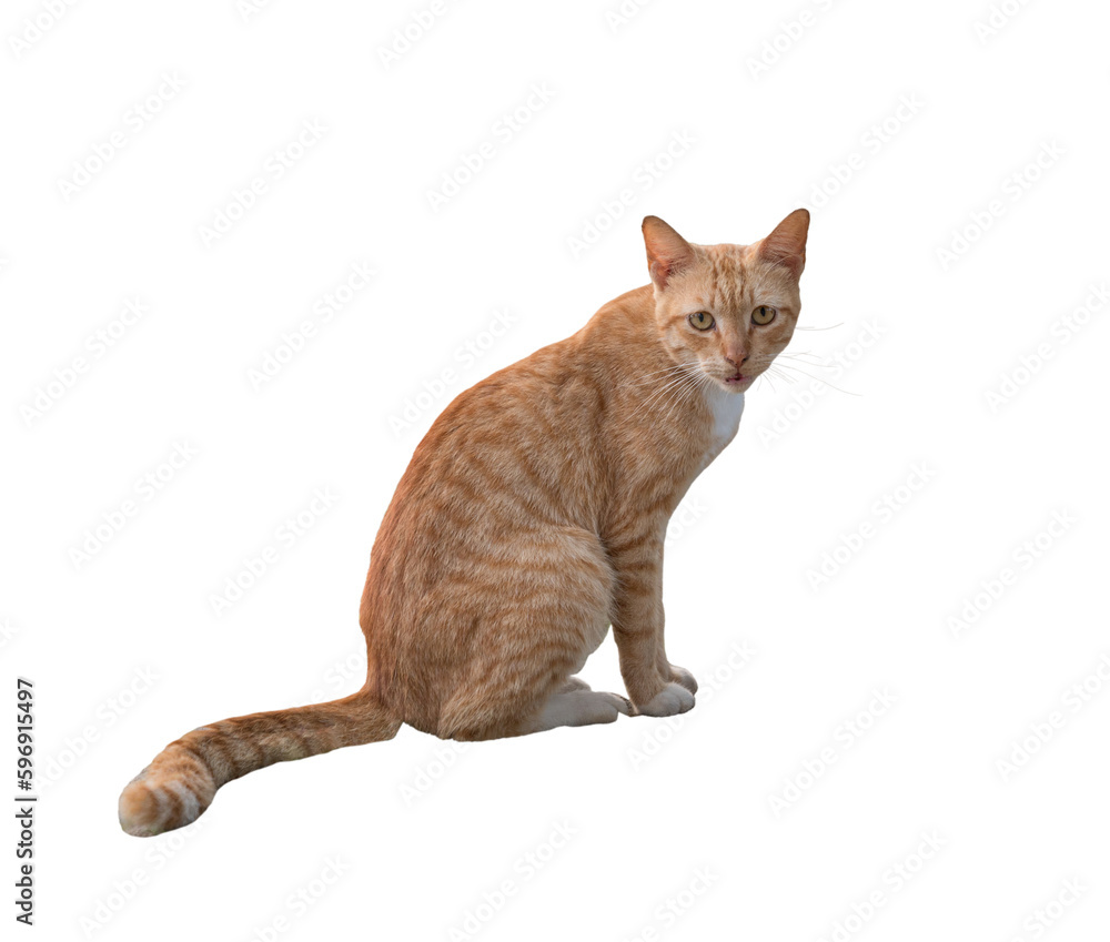 Portrait of a ginger cat, sitting and looking at camera. Isolated on transparent background.