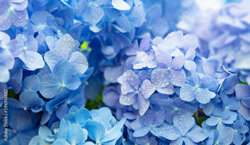 Fototapeta Naklejka Na Ścianę i Meble -  Blue Hydrangea (Hydrangea macrophylla) or Hortensia flower with dew in slight color variations ranging from blue to purple. Focus on middle right flowers. Shallow depth of field for soft dreamy feel.
