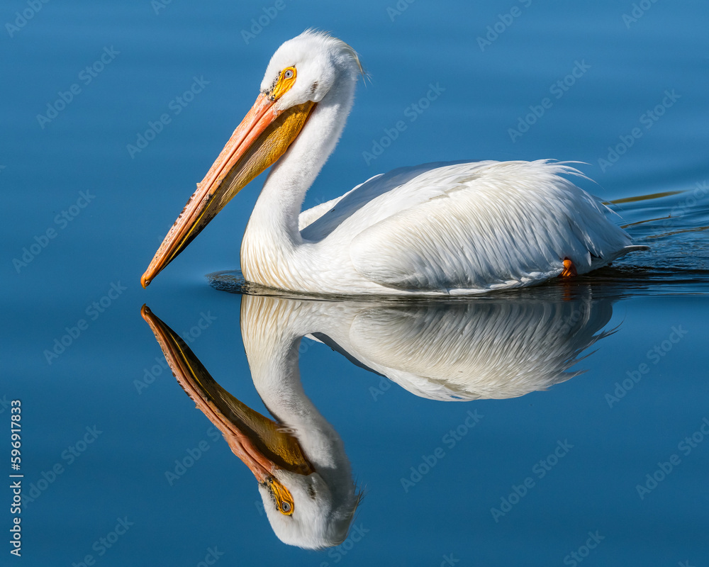 American white pelican reflected in calm water American white pelican reflected in calm water