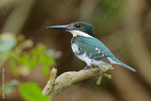 Green Kingfisher about to dive in river to catch fish