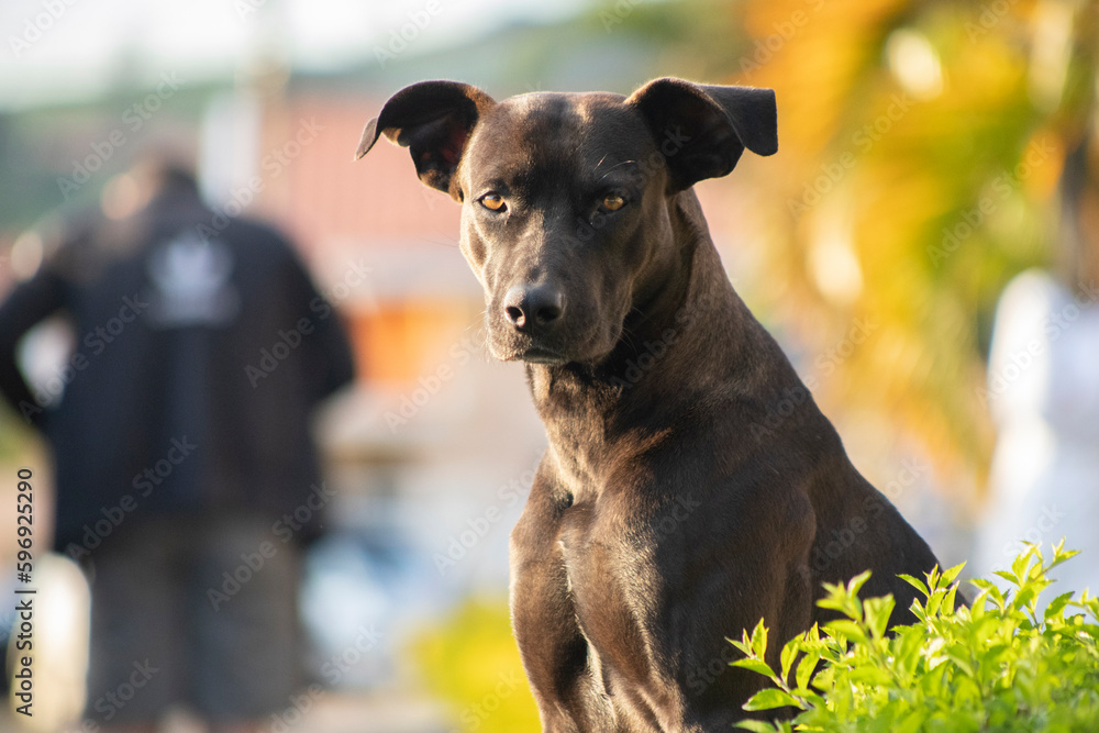Um cachorro preto de olhos brilhantes posa para a câmera com ar de curiosidade e confiança. O fundo desfocado destaca a beleza e a expressão do animal, que parece estar pronto para uma aventura. Um cachorro preto de olhos brilhantes posa para a câmera com ar de curiosidade e confiança. O fundo desfocado destaca a beleza e a expressão do animal, que parece estar pronto para uma aventura.