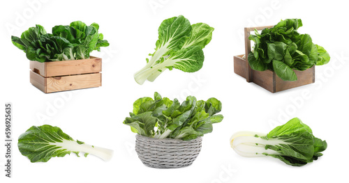 Photos Collage with fresh pak choy cabbages on white background