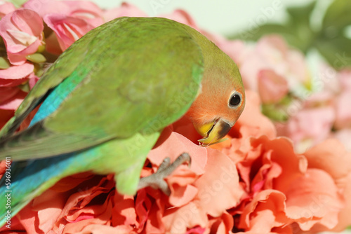 green parrot in flowers