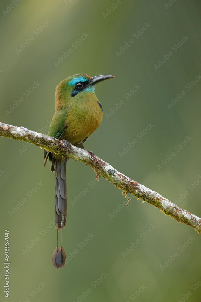 Obraz premium Keel-billed Motmot perching on branch