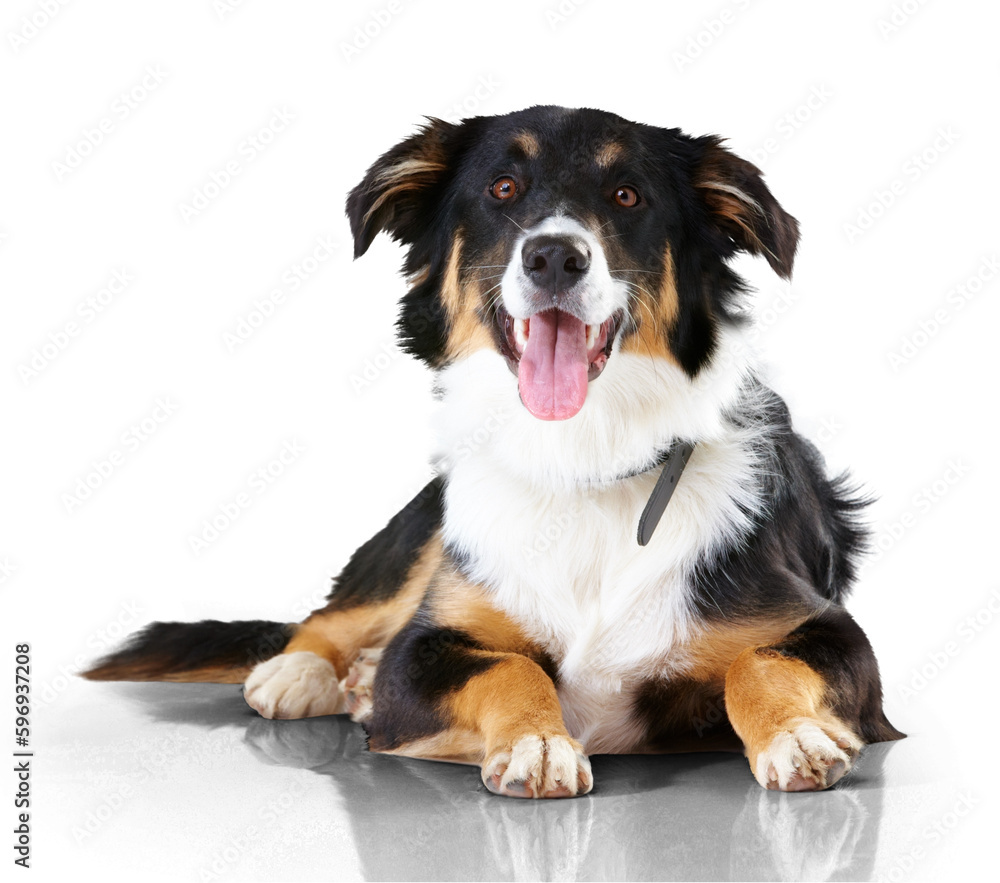 Border collie, portrait and dog with tongue out relax on isolated, transparent and png background. Face, animal and calm puppy resting, curious and sweet, playful and chilling, waiting and watching