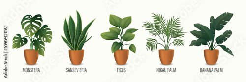 Vector House Plant in Pot Icon Set - Monstera, Sansevieria, Banana Palm, Ficus, Rhopalostylis, Nikau Palm in Pots Isolated on White. Houseplants Collection, Interior Plants. Vector Illustration
