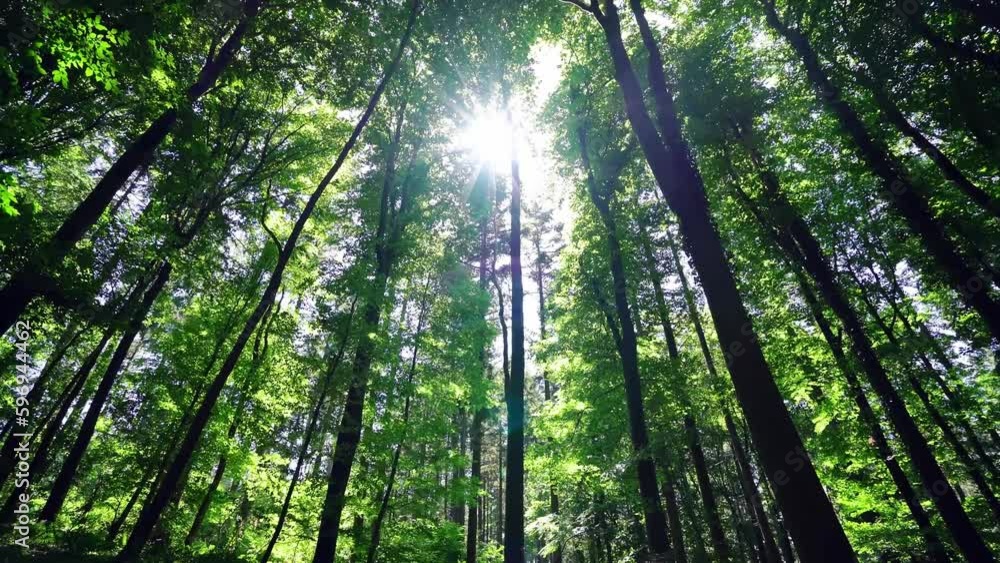 Rotate low-angle shot, the sun shining on the dense woods Rotate low-angle shot, the sun shining on the dense woods