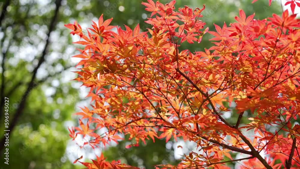 In autumn, the red maple leaves on the branches swaying in the wind In autumn, the red maple leaves on the branches swaying in the wind