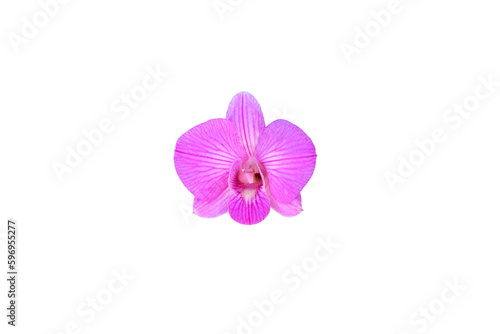 Beautiful Dendrobium Orchids in Thailand isolated on png file at transparent background.
