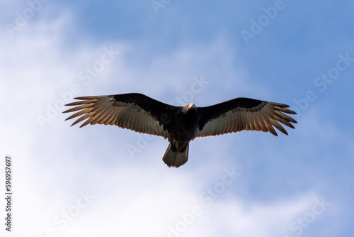 Jote de cabeza colorada (Cathartes aura) volando © Antichristh