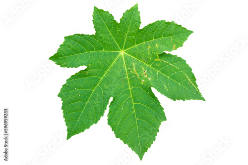 Star-shaped wide green leaves with jagged edges and prominent yellow veins