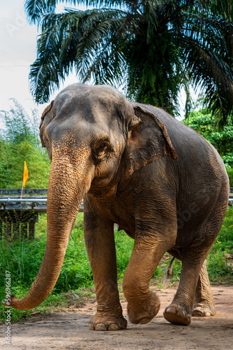 Female Asian Elephant Walking on a Terraced Path in Thailand