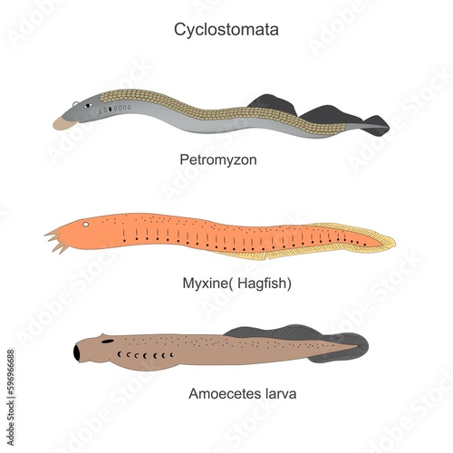 Cyclostomata, a group of vertebrates that comprises the living jawless fishes. Lamprey or petromyzon, myxine, hagfish or glutinosa are the examples. vector illustration.