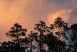 Pine trees silhouetted against orange sunset cloudscape in Everglades National Park, Florida.