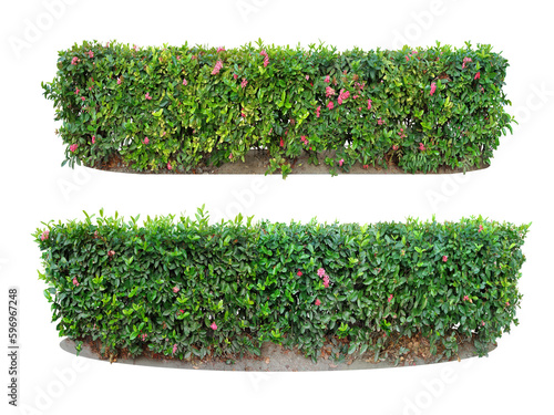 Ornamental plants and Green leafed bushes. (shrub) Square shape. For making fences and decorating the garden for beauty. Collection of 2 trees. (png) photo