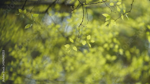 The beautiful garden view with the fresh green trees in spring