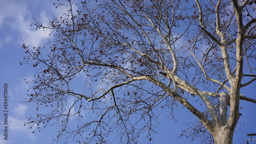 The winter view with the blue sky and bald branches trees in the city The winter view with the blue sky and bald branches trees in the city
