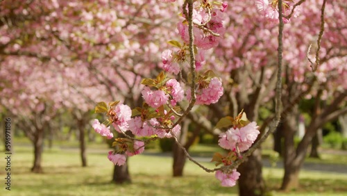 風になびく満開の八重桜