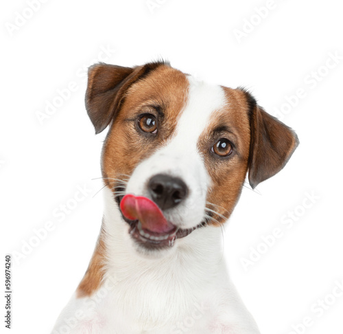 Licking lips Jack russell terrier puppy looks at camera. isolated on white background