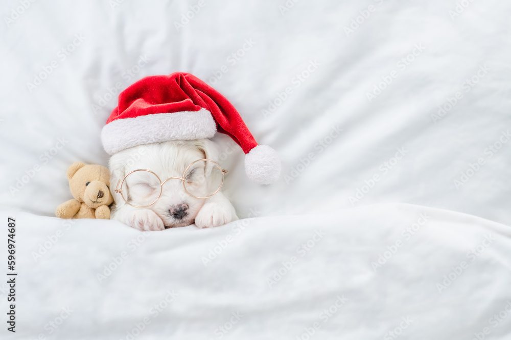 Cute Bichon Frise puppy wearing red santa hat sleeps with toy bear under white blanket at home. Top down view. Empty space for text Cute Bichon Frise puppy wearing red santa hat sleeps with toy bear under white blanket at home. Top down view. Empty space for text