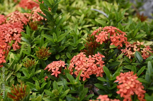 red flowers in the garden